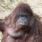 Orangutan Named Tilda Kind of, Sort of Talks like a Human