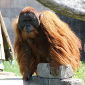 Orangutans Are Impressive Copycats