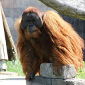 Orangutans Communicate Through Pantomime