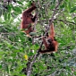 Orangutans May Pass Their Culture to Offspring