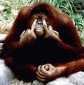 Orangutans "Play Charades" With Us