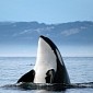 Orcas Kill Pygmy Whale, Eat Everything But the Heart and Lungs
