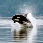 Orcas May Be Divided in Four or More Species