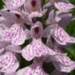 Orchids Adapt to Climate Change