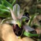 Orchids Deceive Bees with Irresistible Lures