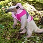 Oregon Woman Keeps Two Anteaters as Pets