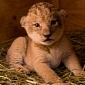 Oregon Zoo Announces the Birth of Three African Lion Cubs