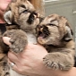 Oregon Zoo Now Home to Three Rescued Cougar Cubs