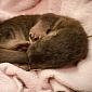 Oregon Zoo Welcomes River Otter Pup