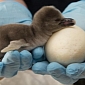 Oregon Zoo in the US Welcomes Three Humboldt Penguin Chicks
