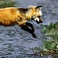 Oregon’s Mountains House World’s Last Red Foxes