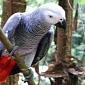 Organization Struggles to Put an End to Grey Parrots Trading