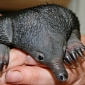 Orphaned Baby Echidna Thriving at Wildlife Hospital in Australia