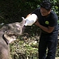 Orphaned Baby Elephant Gets Human Mum
