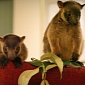 Orphaned Baby Tree Kangaroos Are Too Cute for Words
