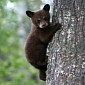 Orphaned Bear Cub Adopted by Loving Family in Russia