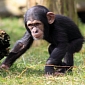 Orphaned Chimps Have Poor Social Skills