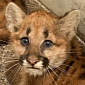 Orphaned Cougar Cubs Get New, Loving Homes