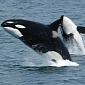 Orca Rescued over a Decade Ago Is Spotted Swimming with Her First Calf