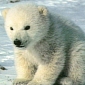 Orphaned Polar Bear Cub Gets Help from the Staff at the Alaska Zoo