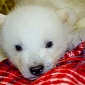 Orphaned Polar Bear Cub Kali Readies to Move to New York