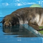 Orphaned Seal Pup Makes Amazing Recovery at Alaska SeaLife Center