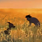 Oscar 2013: Animated Short “Adam and Dog” Retells Adam and Eve's Story – Video