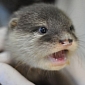 Otter Pups at Taronga Zoo in Australia Are Too Cute for Words