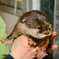 Otter Pups at Woodland Park Zoo Undergo Their First Health Exam