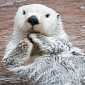 Otter That Survived the 1989 Exxon Valdez Spill Dies in Captivity