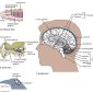 Our Brain, from Worm to Human