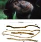 Our Potato Tooth Originated 5 Million Years Ago With the Common Chimp/Human Ancestor