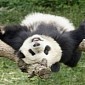 Outrage Sparks As Chinese Zookeeper Is Filmed Beating Panda Cub