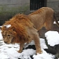 Outrage As Lions Get Snowballs Thrown at Them by Zoo Visitors