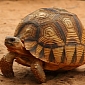 Over 1,000 Critically Endangered Tortoises Seized in Just 3 Months' Time