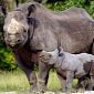 Over 1,000 Rhinos in South Africa Killed by Poachers in 2013