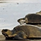 Over 280 Turtles Show Up Dead in Costa Rica, Nobody Can Figure Out Why