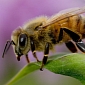 Over 500,000 Americans Demand Better Protection for Bees, Other Pollinators