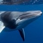 Over 700 Whales Butchered by Hunters in Norway
