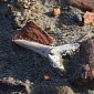 Over 8,000 Shark Teeth Dating Back Millions of Years Found on Banks Island