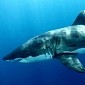 Over 900 Sharks Will Die If Australia's Cull Is Extended
