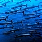 Overfishing Is Argued to Compromise Global Food Security