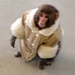 Owner Wants Monkey Lost in Ikea Back – Video