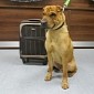 Owners Pack Dog's Suitcase, Abandon Him at Train Station