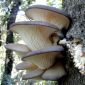 Oyster Mushroom's Genome is Being Decoded