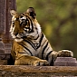 P&G, L'Oréal, Other Big Brands Urged to Take the Tiger Challenge