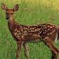 PETA Asks for Help in Saving Three “Imprisoned” Deer