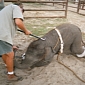 PETA Lets Kids Handle Sharp Bullhook Used to Train Circus Elephants