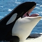 PETA Needs Help Getting Airline Giant to Cut All Ties with SeaWorld