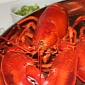 PETA Pushes for ‘Lobster Liberation’
